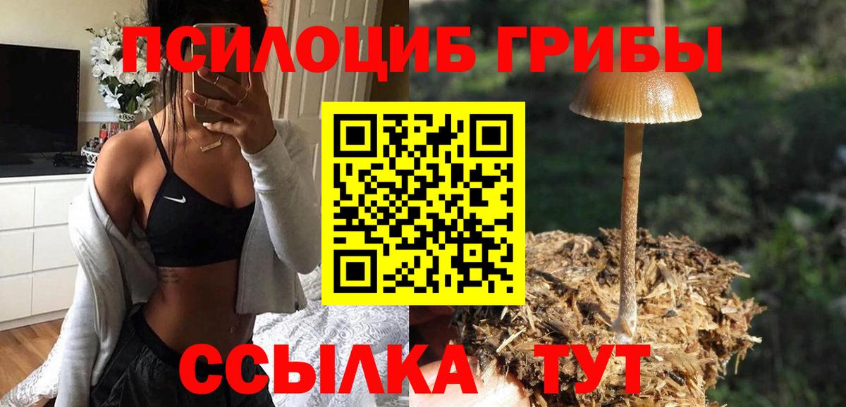 Галлюциногенные грибы Psilocybe Чайковский